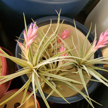 Load image into Gallery viewer, Air Plant - Tillandsia Varieties