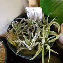 Load image into Gallery viewer, Air Plant - Tillandsia Varieties