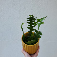 Load image into Gallery viewer, Ric Rac Cactus