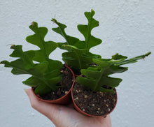 Load image into Gallery viewer, Ric Rac Cactus