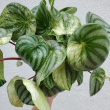 Load image into Gallery viewer, Watermelon Peperomia