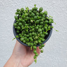 Load image into Gallery viewer, String of Pearls