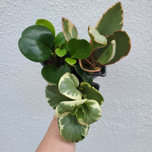 Load image into Gallery viewer, Assorted Peperomia
