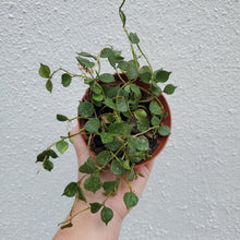 Load image into Gallery viewer, Hoya Curtisii