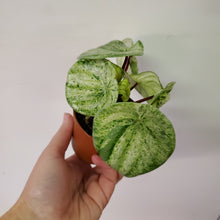 Load image into Gallery viewer, Watermelon Peperomia
