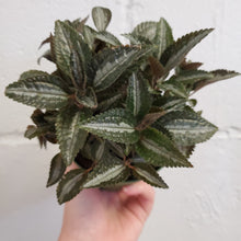 Load image into Gallery viewer, Pilea Silver Tree
