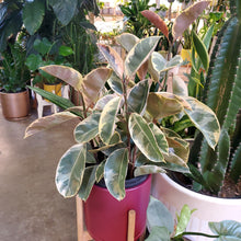 Load image into Gallery viewer, Ficus Elastica Tineke