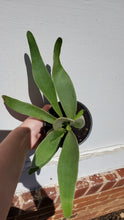 Load image into Gallery viewer, Staghorn Fern
