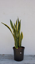 Load image into Gallery viewer, Sansevieria Laurentii