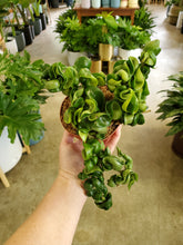 Load image into Gallery viewer, Hoya Carnosa Compacta