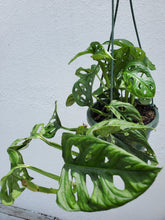 Load image into Gallery viewer, Monstera Adansonii