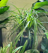 Load image into Gallery viewer, Ponytail Palm