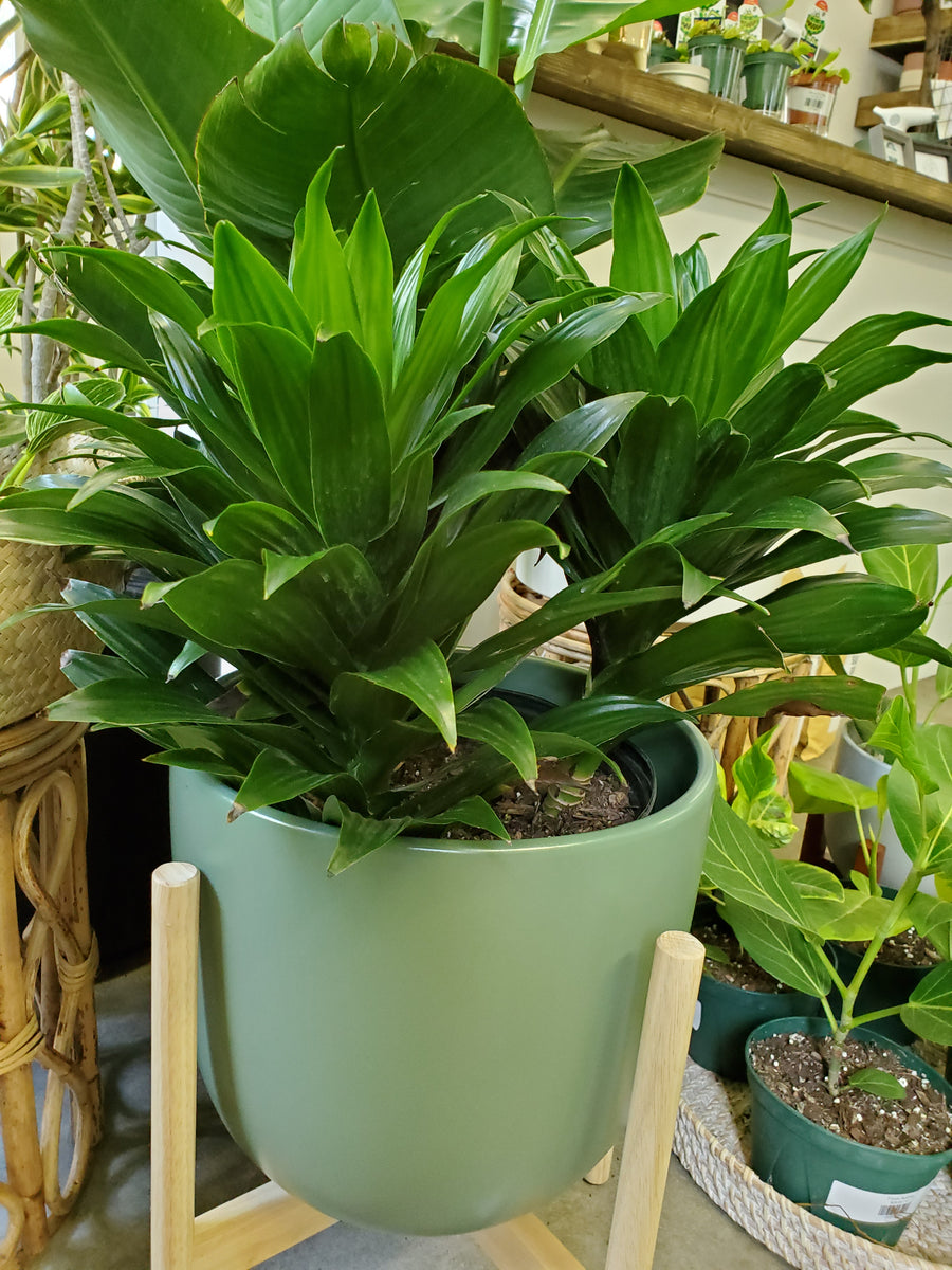 dracaena janet craig light Dracaena Janet Craig Compacta Cane – Lush Plant Co. Decatur