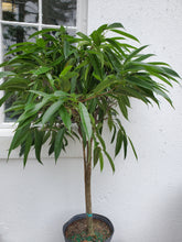 Load image into Gallery viewer, Ficus Alii
