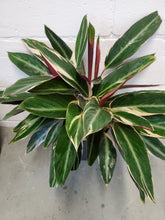 Load image into Gallery viewer, Stromanthe Triostar