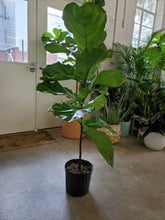 Load image into Gallery viewer, Ficus Lyrata - Fiddle Leaf Fig
