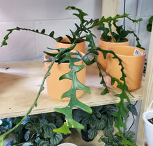 Load image into Gallery viewer, Ric Rac Cactus