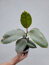 Load image into Gallery viewer, Ficus Elastica Ruby