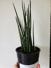 Load image into Gallery viewer, Sansevieria Fernwood