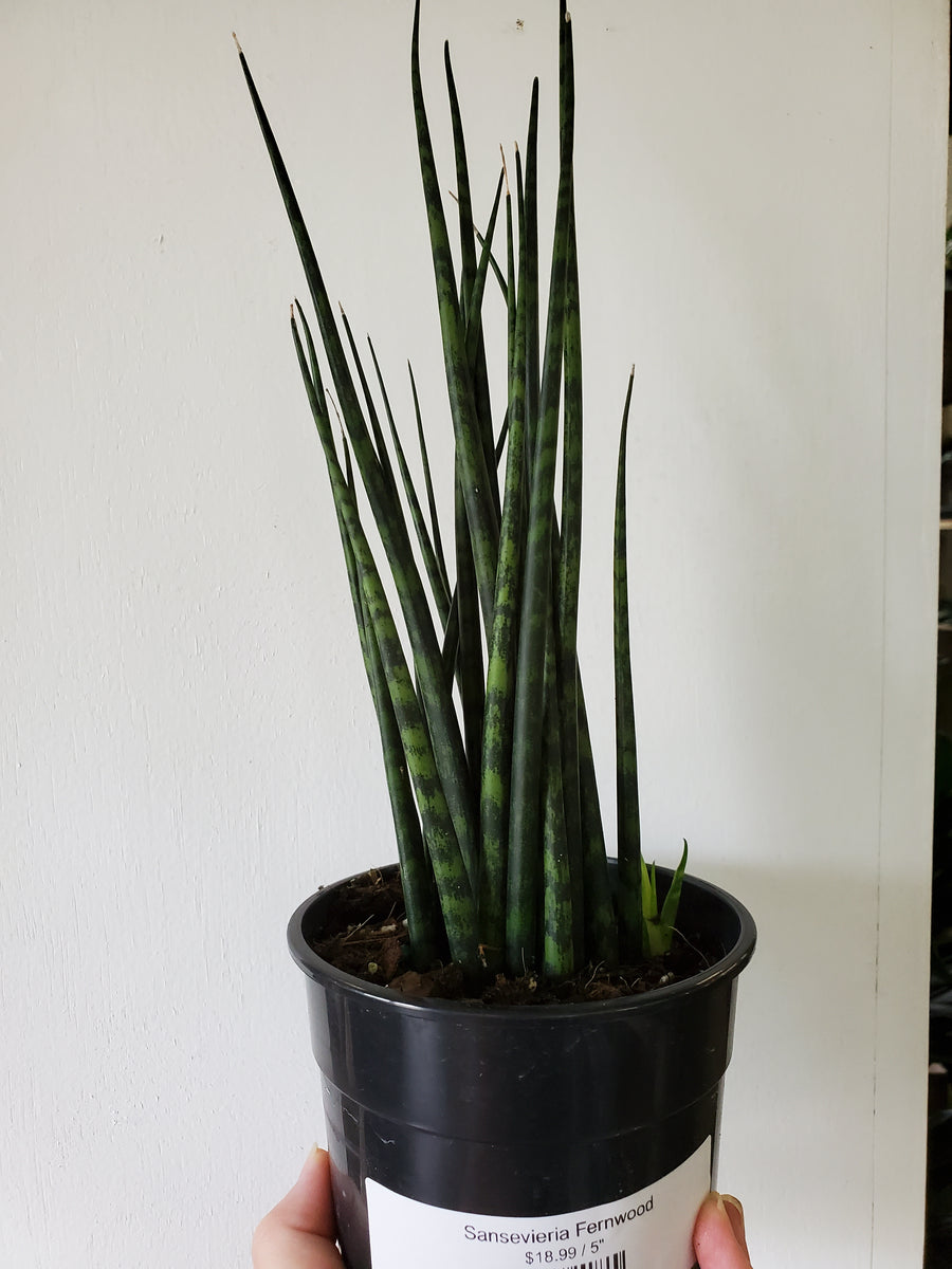 Sansevieria Fernwood – Lush Plant Co. Decatur