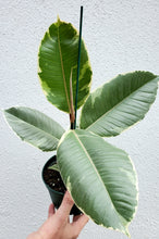 Load image into Gallery viewer, Ficus Elastica Tineke