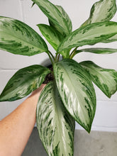 Load image into Gallery viewer, Aglaonema Silver Bay