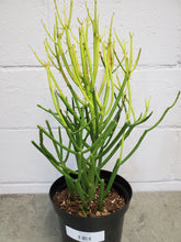 Load image into Gallery viewer, Pencil Cactus