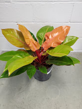 Load image into Gallery viewer, Philodendron Prince of Orange