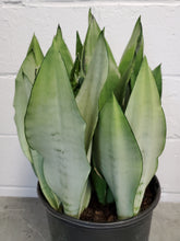 Load image into Gallery viewer, Sansevieria Moonshine