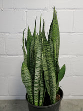 Load image into Gallery viewer, Sansevieria Zeylanica