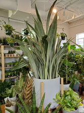 Load image into Gallery viewer, Sanseviera Sayuri