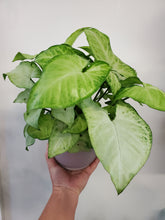 Load image into Gallery viewer, Syngonium Podophyllum