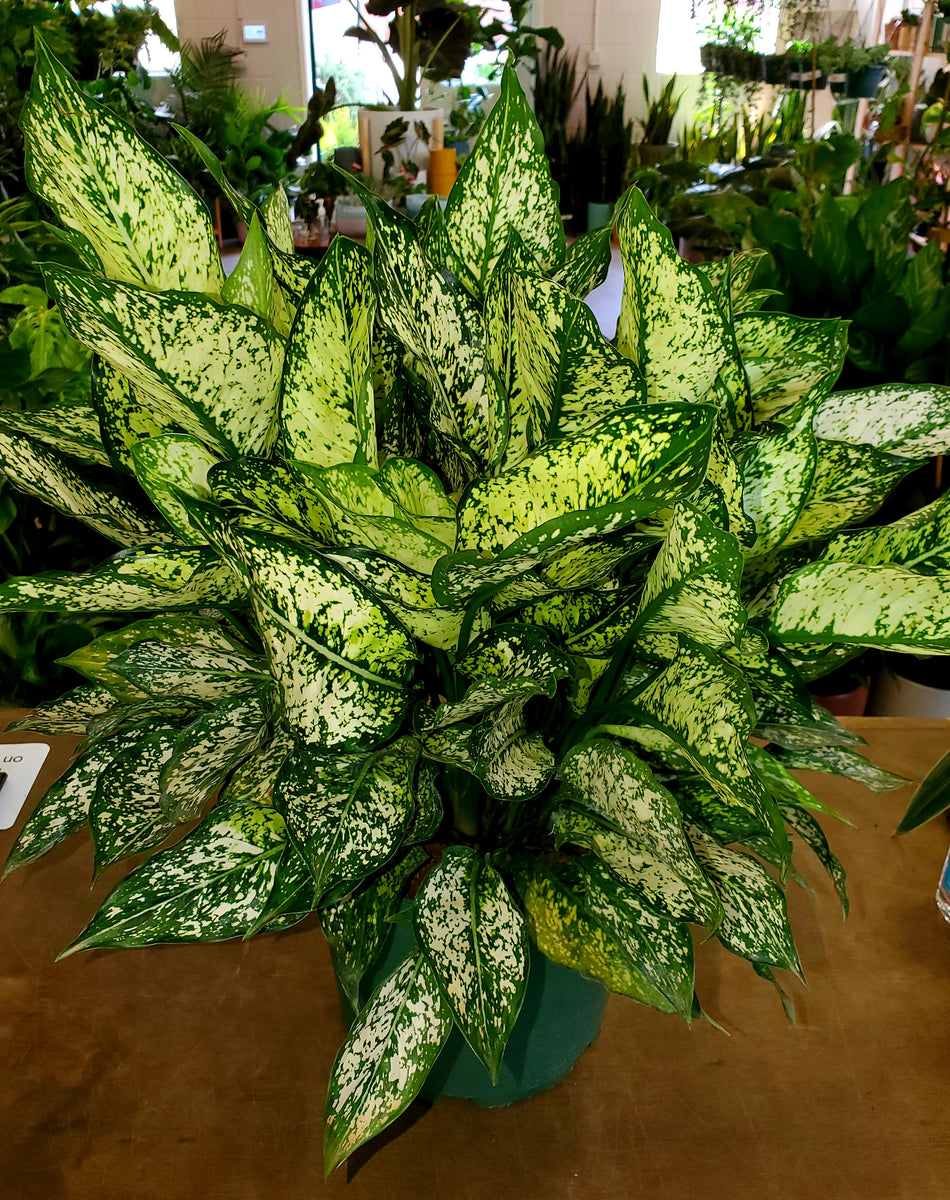 aglaonema spring snow care Aglaonema Spring Snow – Lush Plant Co. Decatur