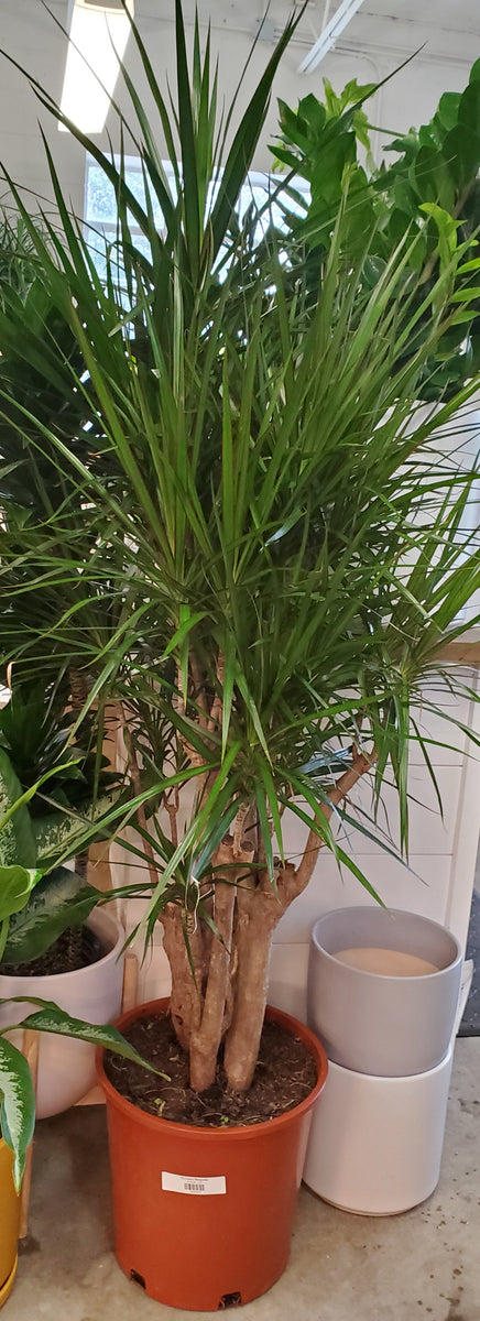 dracaena medusa Dracaena Marginata – Lush Plant Co. Decatur