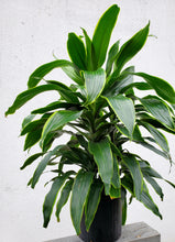 Load image into Gallery viewer, Dracaena Carmen