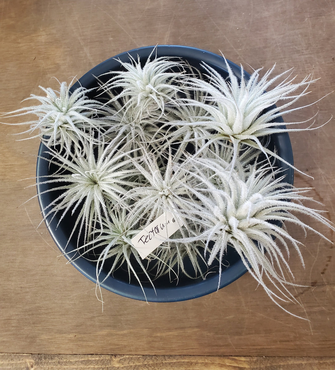 fuzzy air plant Air Plant