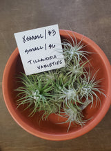 Load image into Gallery viewer, Air Plant - Tillandsia Varieties