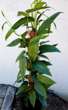 Load image into Gallery viewer, Epipremnum Pinnatum - Cebu Blue