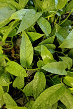 Load image into Gallery viewer, Epipremnum Pinnatum - Cebu Blue
