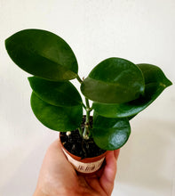 Load image into Gallery viewer, Hoya Carnosa