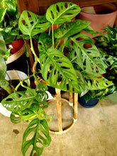 Load image into Gallery viewer, Monstera Adansonii