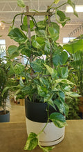 Load image into Gallery viewer, Marble Queen Pothos
