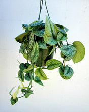 Load image into Gallery viewer, Scindapsus Pictus Exotica