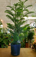 Load image into Gallery viewer, Norfolk Island Pine