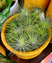 Load image into Gallery viewer, Air Plant - Tillandsia Varieties