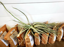Load image into Gallery viewer, Air Plant - Tillandsia Varieties