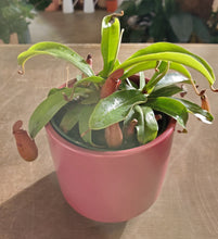 Load image into Gallery viewer, Nepenthes Pitcher Plant