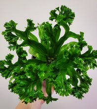 Load image into Gallery viewer, Birds Nest Fern