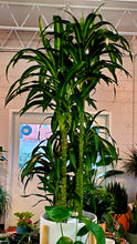 Load image into Gallery viewer, Dracaena Hawaiian Sunshine