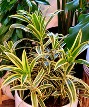 Load image into Gallery viewer, Dracaena - Song of India